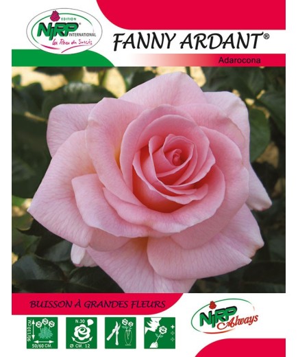 Rosier à grandes fleurs FANNY ARDANT ® *