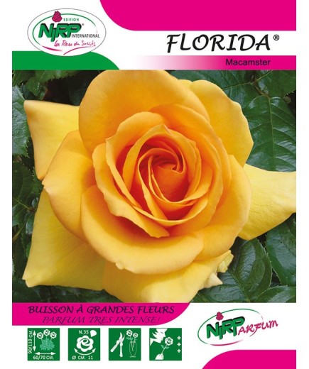 Rosier à grandes fleurs FLORIDA ® *