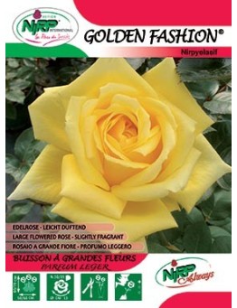 Rosier à grandes fleurs GOLDEN FASHION ® *
