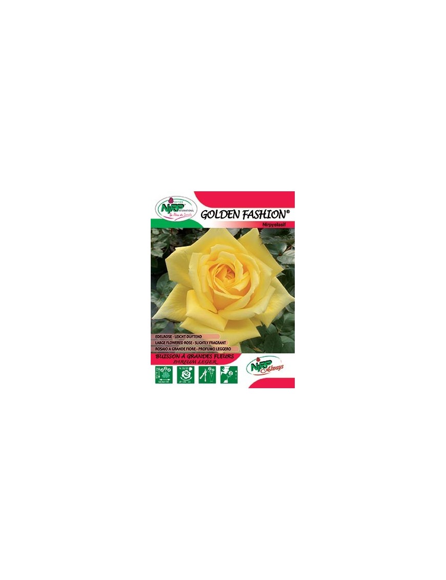Rosier à grandes fleurs GOLDEN FASHION ® *