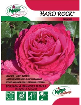Rosier à grandes fleurs HARD ROCK ® *
