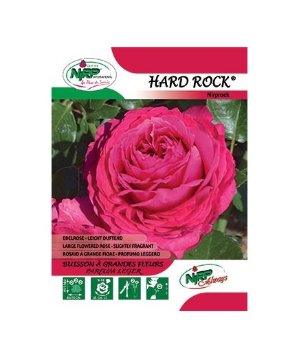 Rosier à grandes fleurs HARD ROCK ® *