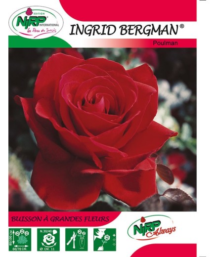 Rosier à grandes fleurs INGRID BERGMAN ®
