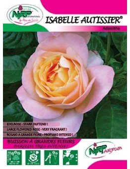 Rosier à grandes fleurs ISABELLE AUTISSIER ®