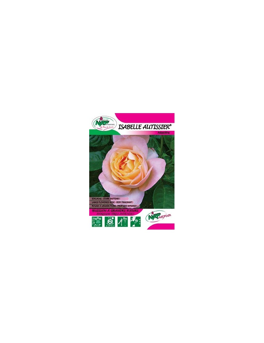 Rosier à grandes fleurs ISABELLE AUTISSIER ®