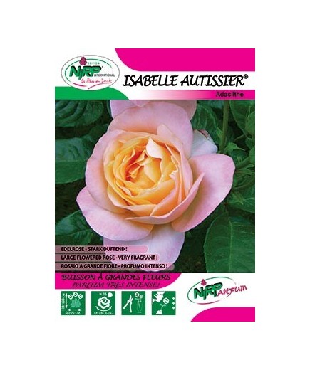 Rosier à grandes fleurs ISABELLE AUTISSIER ®