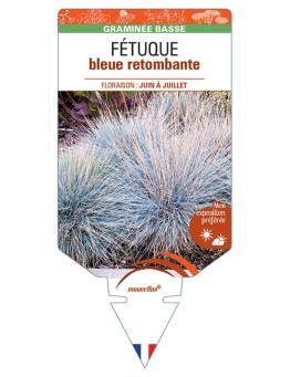 Fétuque (bleu) retombante