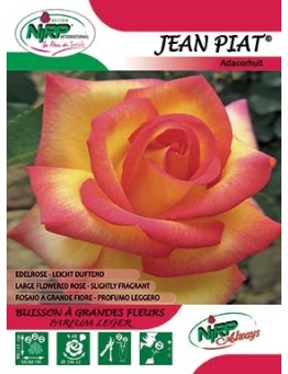 Rosier à grandes fleurs JEAN PIAT ®