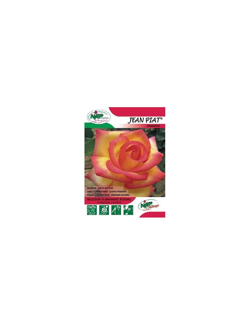 Rosier à grandes fleurs JEAN PIAT ®
