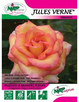 Rosier à grandes fleurs JULES VERNE ®