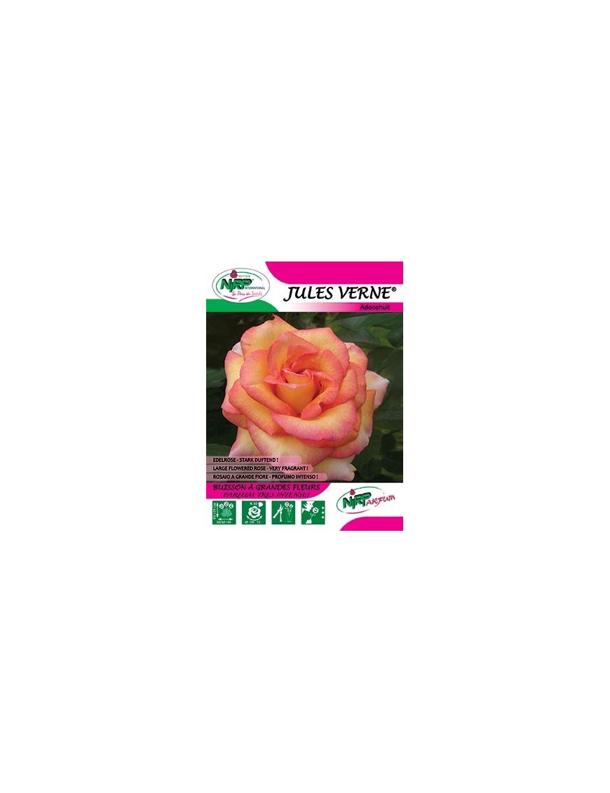 Rosier à grandes fleurs JULES VERNE ®