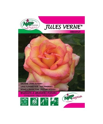 Rosier à grandes fleurs JULES VERNE ®
