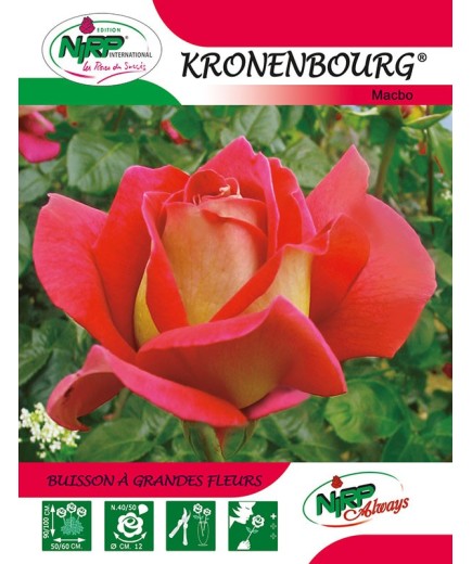 Rosier à grandes fleurs KRONENBOURG ® *