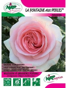 Rosier à grandes fleurs LA FONTAINE AUX PERLES ® *
