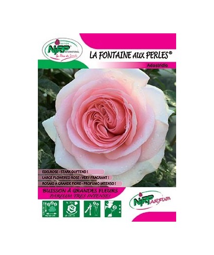 Rosier à grandes fleurs LA FONTAINE AUX PERLES ® *