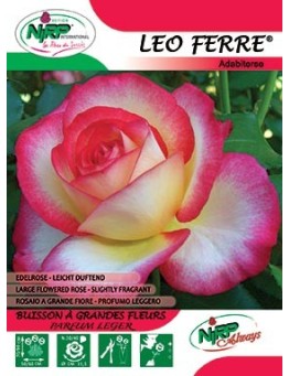 Rosier à grandes fleurs LEO FERRE ®