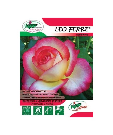 Rosier à grandes fleurs LEO FERRE ®