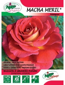 Rosier à grandes fleurs MACHA MERIL ® *