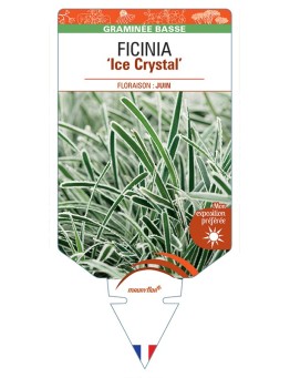 FICINIA (truncata) Ice Crystal