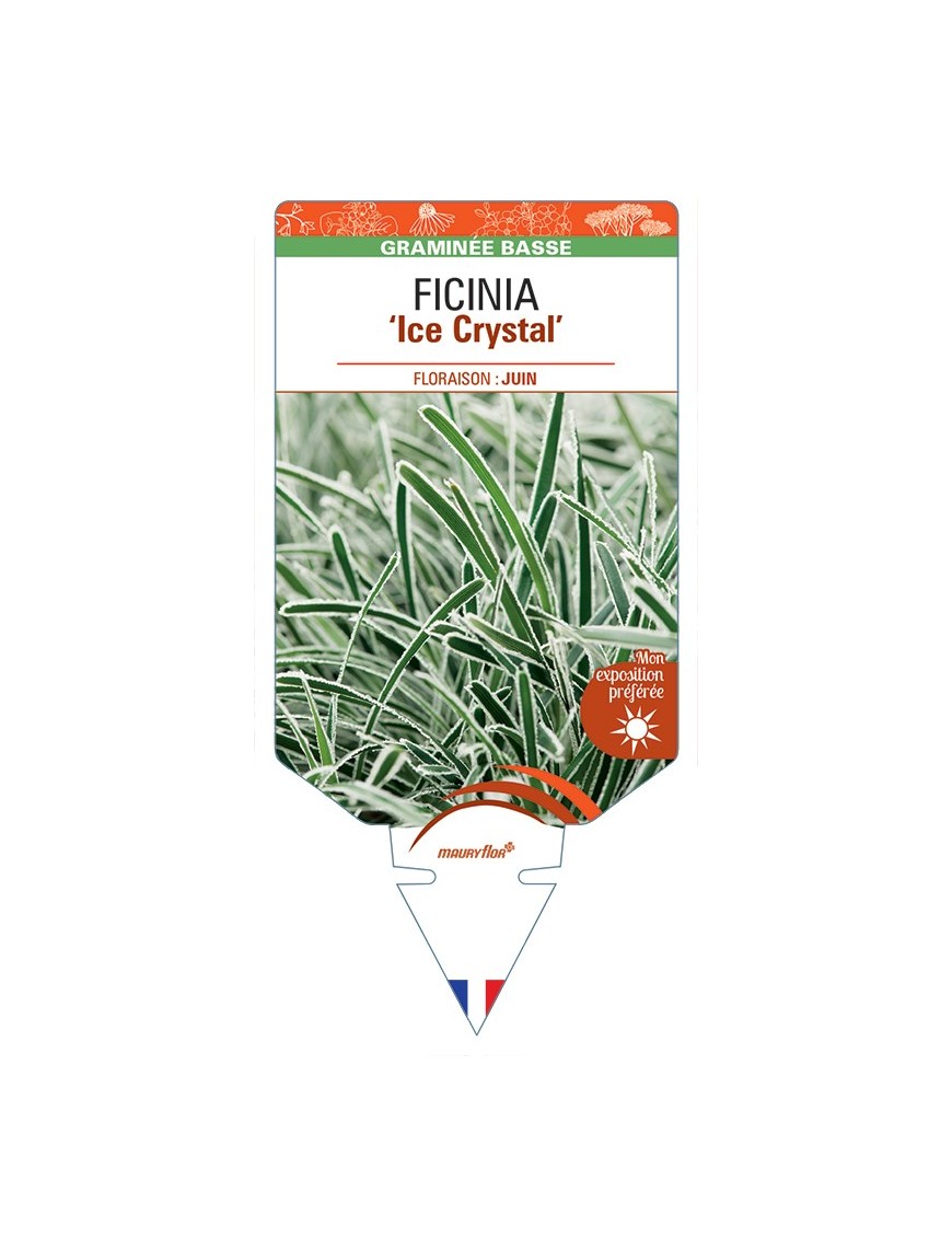 FICINIA (truncata) Ice Crystal