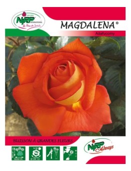 Rosier à grandes fleurs MAGDALENA ® *