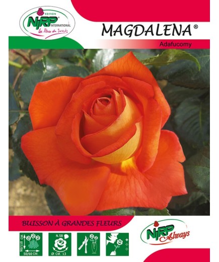 Rosier à grandes fleurs MAGDALENA ® *