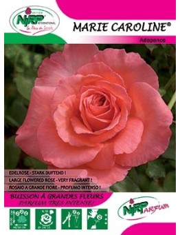 Rosier à grandes fleurs MARIE CAROLINE ® *