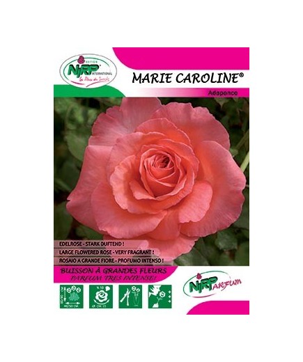 Rosier à grandes fleurs MARIE CAROLINE ® *