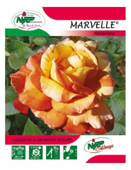 Rosier à grandes fleurs MARVELLE ® *