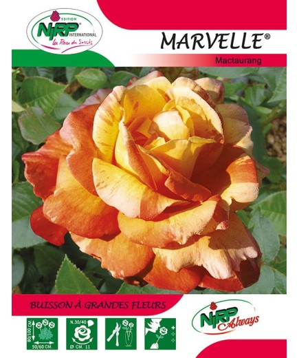 Rosier à grandes fleurs MARVELLE ® *