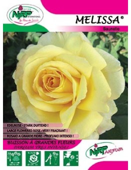 Rosier à grandes fleurs MELISSA ® *