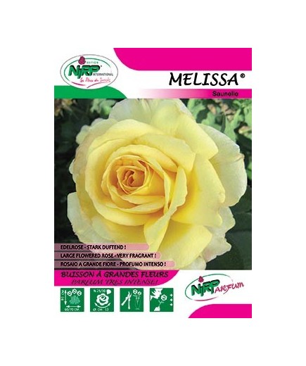 Rosier à grandes fleurs MELISSA ® *