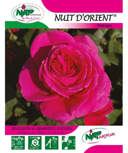Rosier à grandes fleurs NUIT D'ORIENT ® *