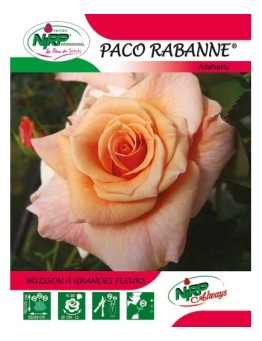 Rosier à grandes fleurs PACO RABANNE ® *
