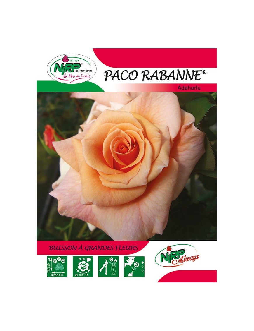 Rosier à grandes fleurs PACO RABANNE ® *