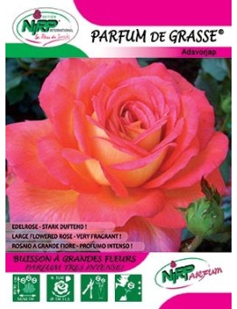 Rosier à grandes fleurs PARFUM DE GRASSE ®