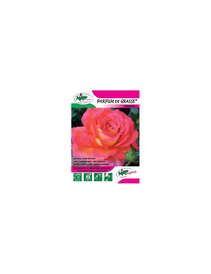 Rosier à grandes fleurs PARFUM DE GRASSE ®