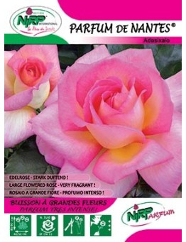 Rosier à grandes fleurs PARFUM DE NANTES ® *