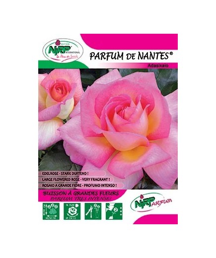 Rosier à grandes fleurs PARFUM DE NANTES ® *