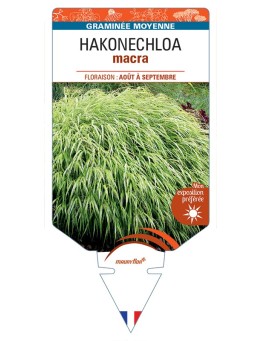 HAKONECHLOA macra