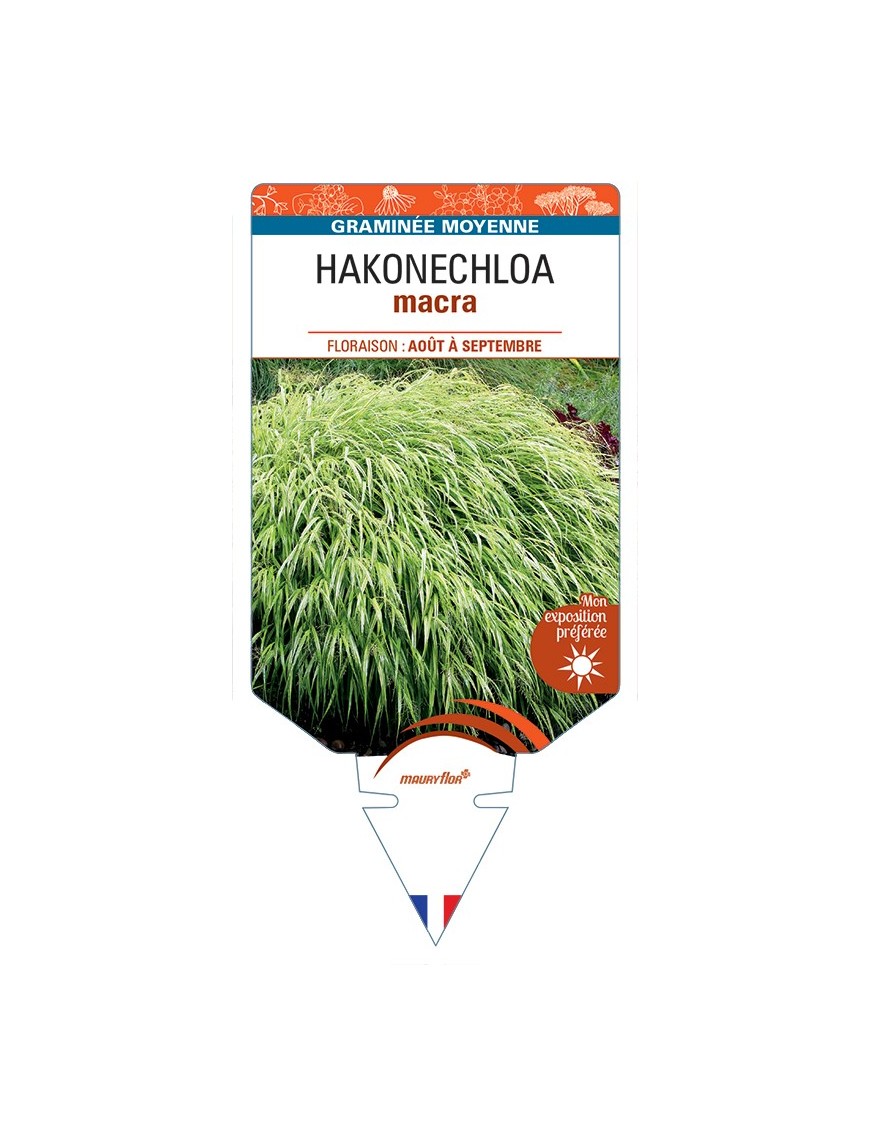 HAKONECHLOA macra