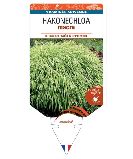 HAKONECHLOA macra