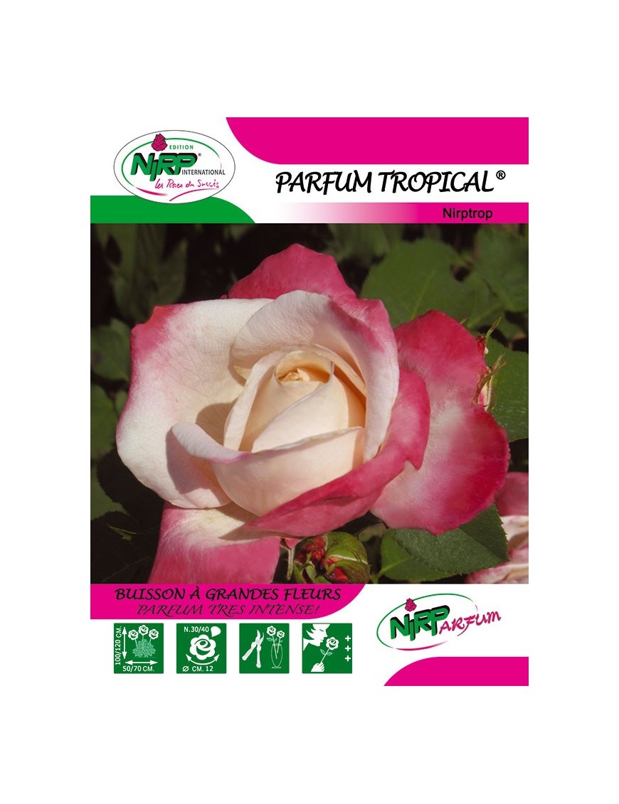 Rosier à grandes fleurs PARFUM TROPICAL ® *