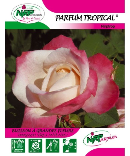 Rosier à grandes fleurs PARFUM TROPICAL ® *