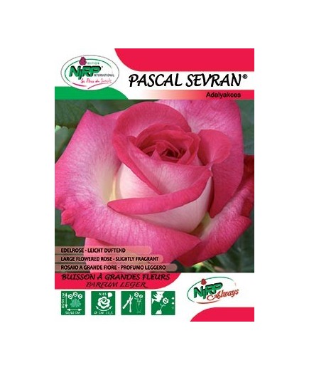 Rosier à grandes fleurs PASCAL SEVRAN ®