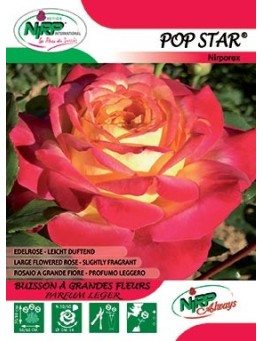 Rosier à grandes fleurs POP STAR ®