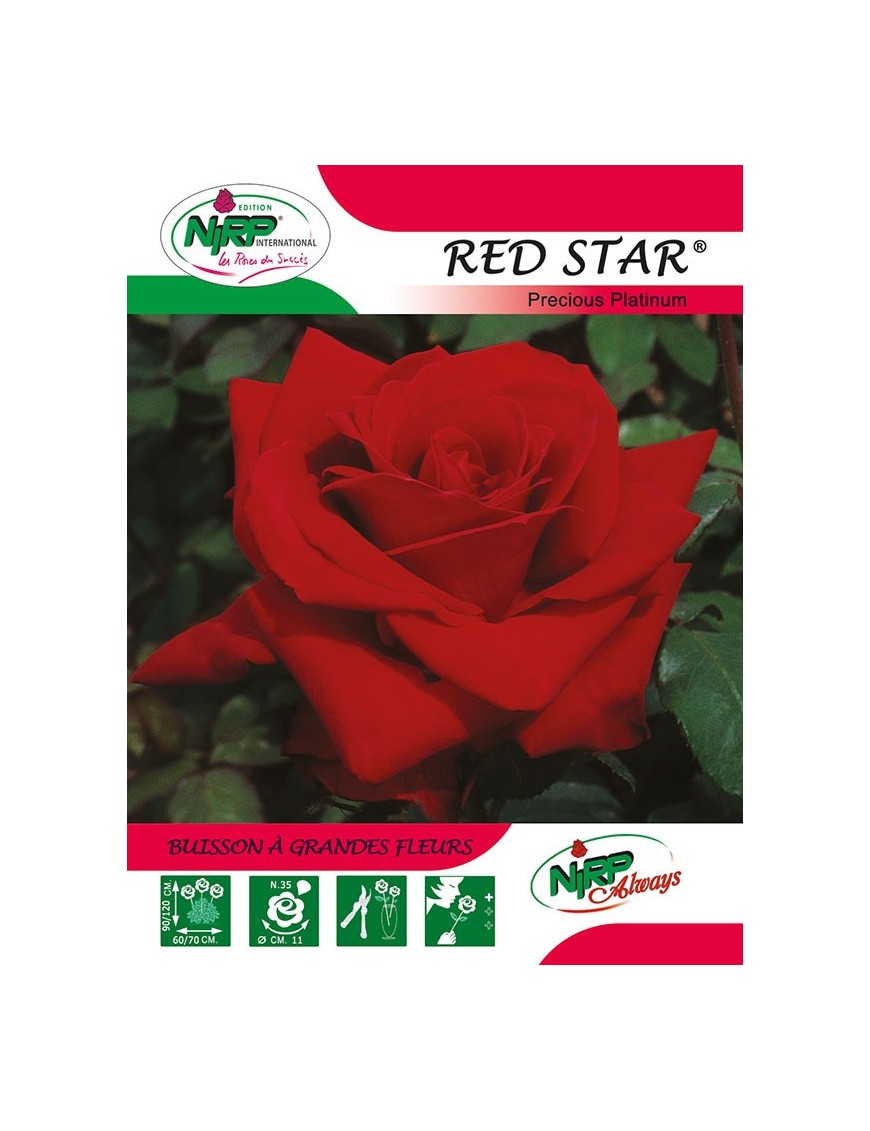 Rosier à grandes fleurs RED STAR ® *