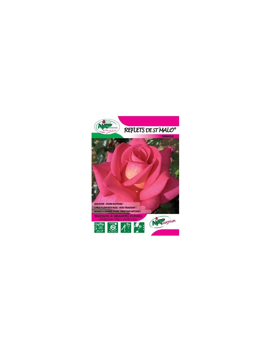 Rosier à grandes fleurs REFLETS DE ST MALO ® *