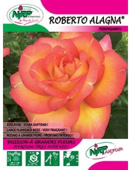 Rosier à grandes fleurs ROBERTO ALAGNA ®