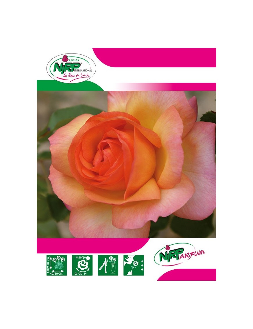 Rosier à grandes fleurs ROSA DEL CAMINO DE SANTIAGO ® *